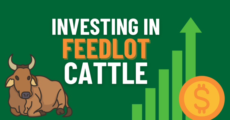 Investing in Feedlot Cattle