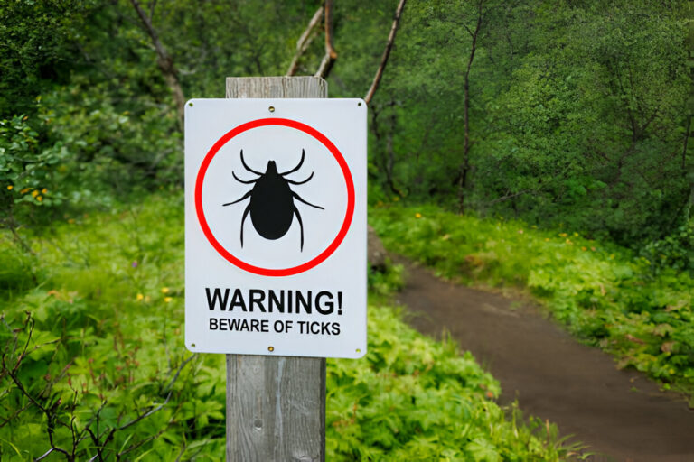 Top Signs Your Yard Has Ticks and What to Do About It